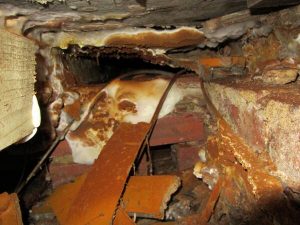 Dry rot attack