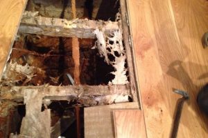 Collapsed floor caused by virulent attack of Dry Rot (Serpula lacrymans)