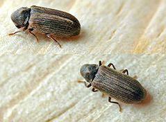 Common Furniture Beetle (Anobium punctatum)