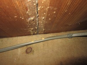 Treating Woodworm In London Surrey Tapco