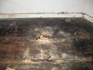 woodworm