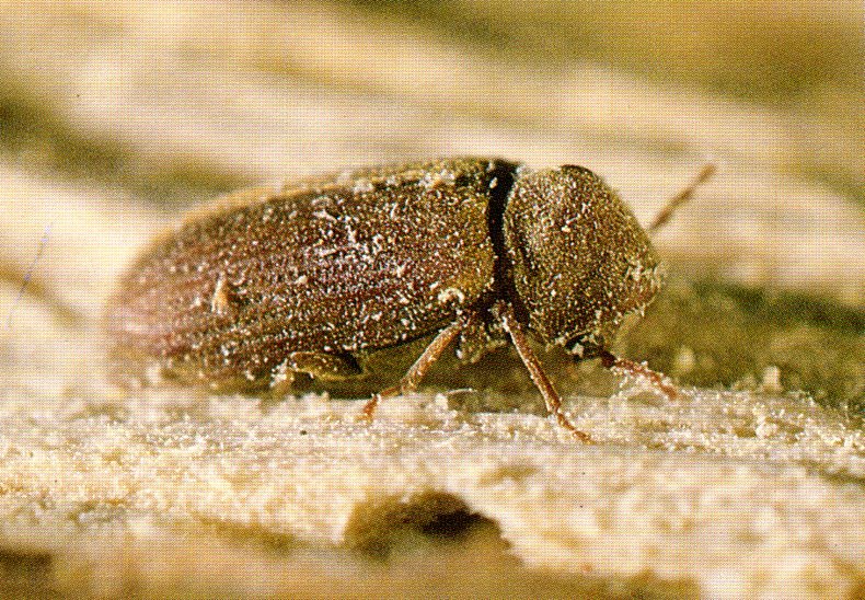 Common Furniture beetle