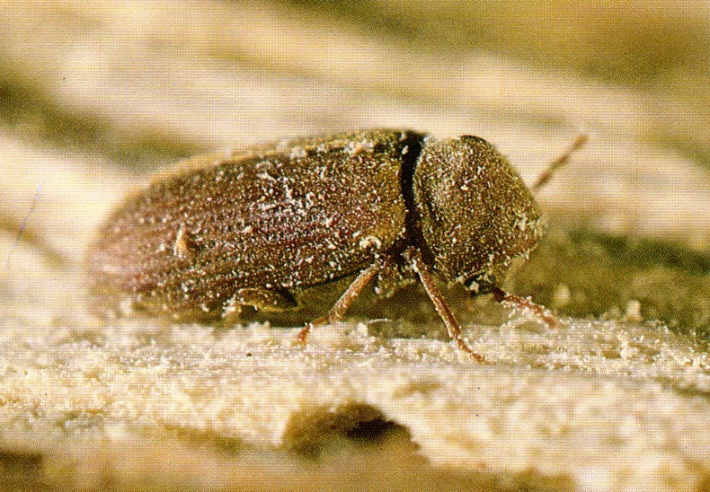 Common Furniture beetle