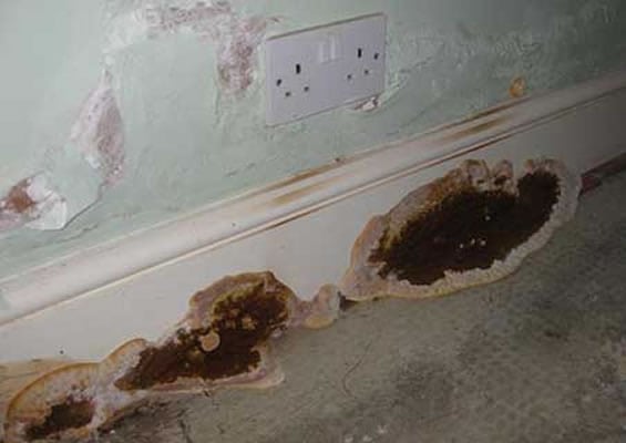 dry rot